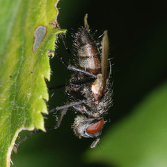 Zaira cinerea