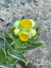 Helichrysum foetidum