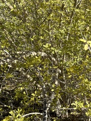 Forestiera pubescens pubescens