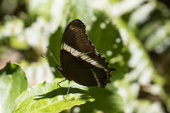 Siproeta epaphus trayja