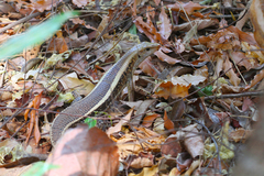 Zonosaurus laticaudatus