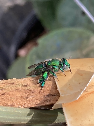 Dilemma Orchid Bee photo 6