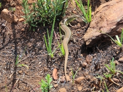 Gerrhosaurus flavigularis