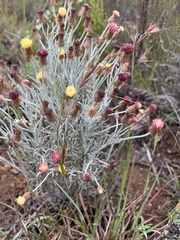 Syncarpha gnaphaloides