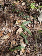 Passiflora tenuiloba