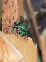 Euglossa dilemma