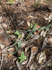 Passiflora tenuiloba