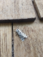 Hypercompe permaculata