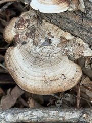 Daedaleopsis confragosa