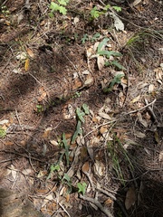 Passiflora tenuiloba