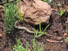 Gerrhosaurus flavigularis