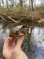 Sternotherus peltifer