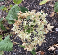 Hydrangea macrophylla