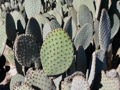 Opuntia rufida