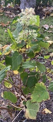Hydrangea macrophylla