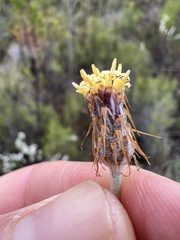 Syncarpha gnaphaloides