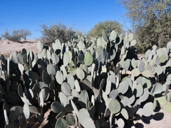Opuntia rufida
