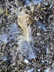 Phoenicurus ochruros