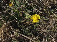 Taraxacum erythrospermum
