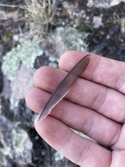 Phoenicurus ochruros