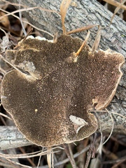 Daedaleopsis confragosa