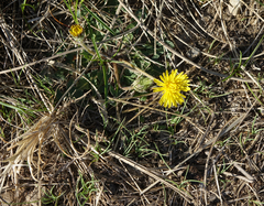 Taraxacum erythrospermum