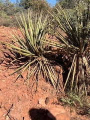 Yucca