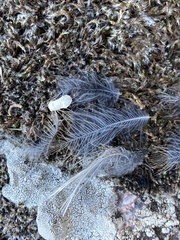 Phoenicurus ochruros