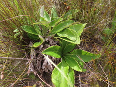 Berkheya herbacea