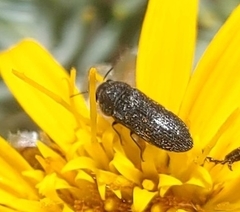 Acmaeoderini