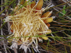 Protea scorzonerifolia
