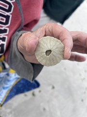 Echinarachnius parma