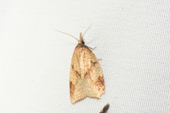 Sparganothis xanthoides