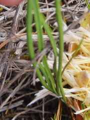 Protea scorzonerifolia