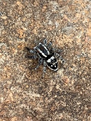 Stenaelurillus guttiger