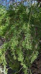 Forestiera angustifolia