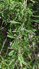 Forestiera angustifolia