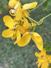 Senna bicapsularis