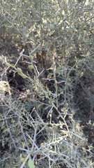 Sarcomphalus obtusifolius