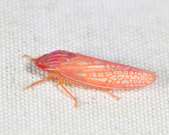 Gyponana gladia