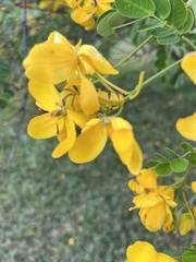 Senna bicapsularis