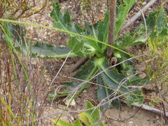 Lichtensteinia lacera