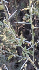 Sarcomphalus obtusifolius