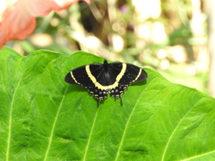 Papilio garamas