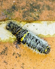 Copaxa multifenestrata