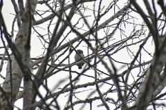 Glaucidium passerinum