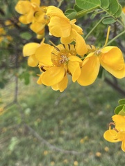 Senna bicapsularis