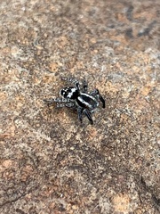 Stenaelurillus guttiger