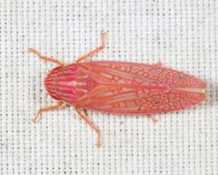 Gyponana gladia