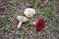 Russula